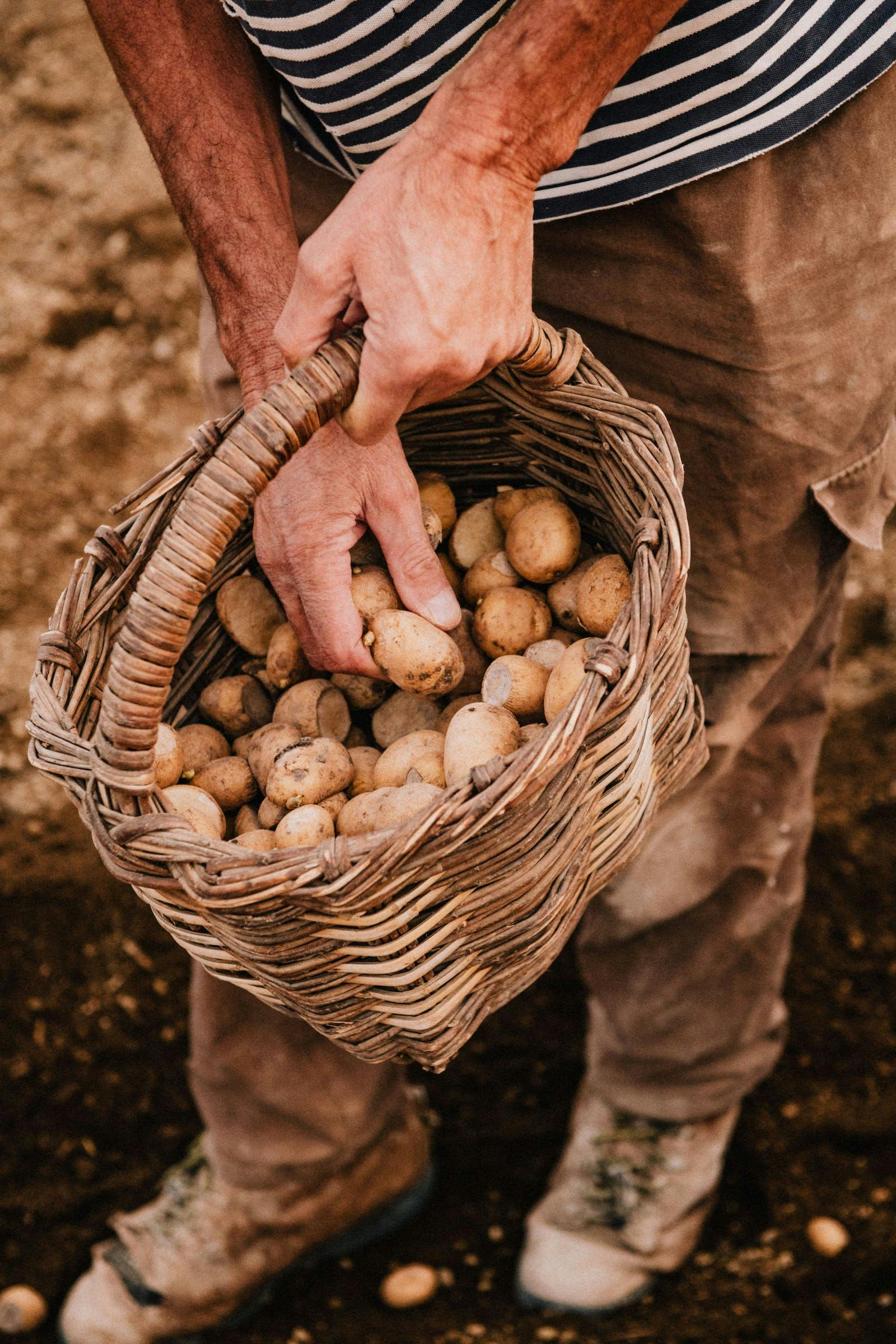 A farmer planting potatoes