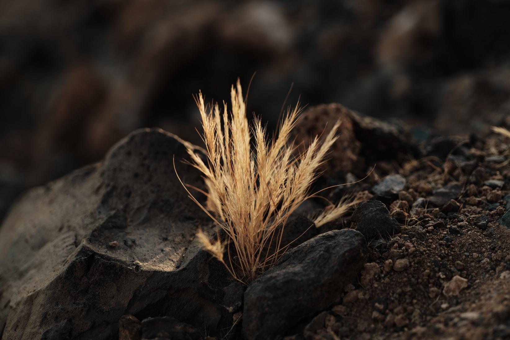 Sustainability - Cuna del Alma